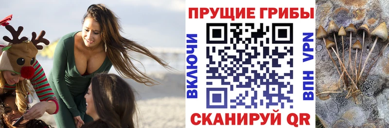Галлюциногенные грибы Psilocybe  mega tor  Уварово 